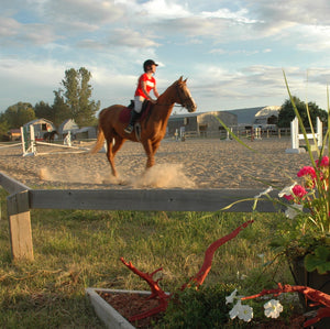 Riding Horses at Sudbury Summer Riding Camp