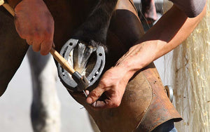 What Your Farrier Wants You To Know