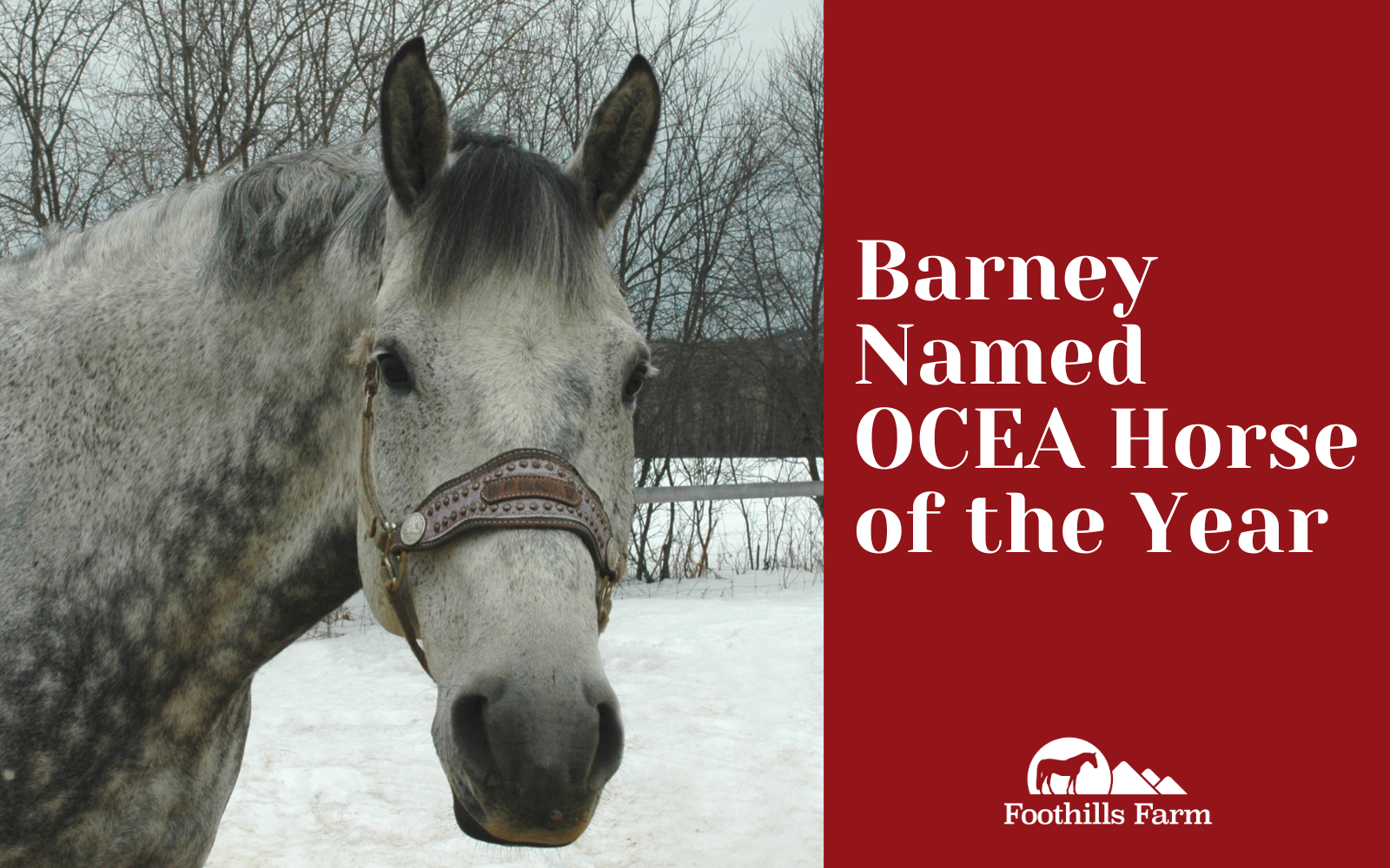 Barney Named North Zone Horse of the Year by OCEA