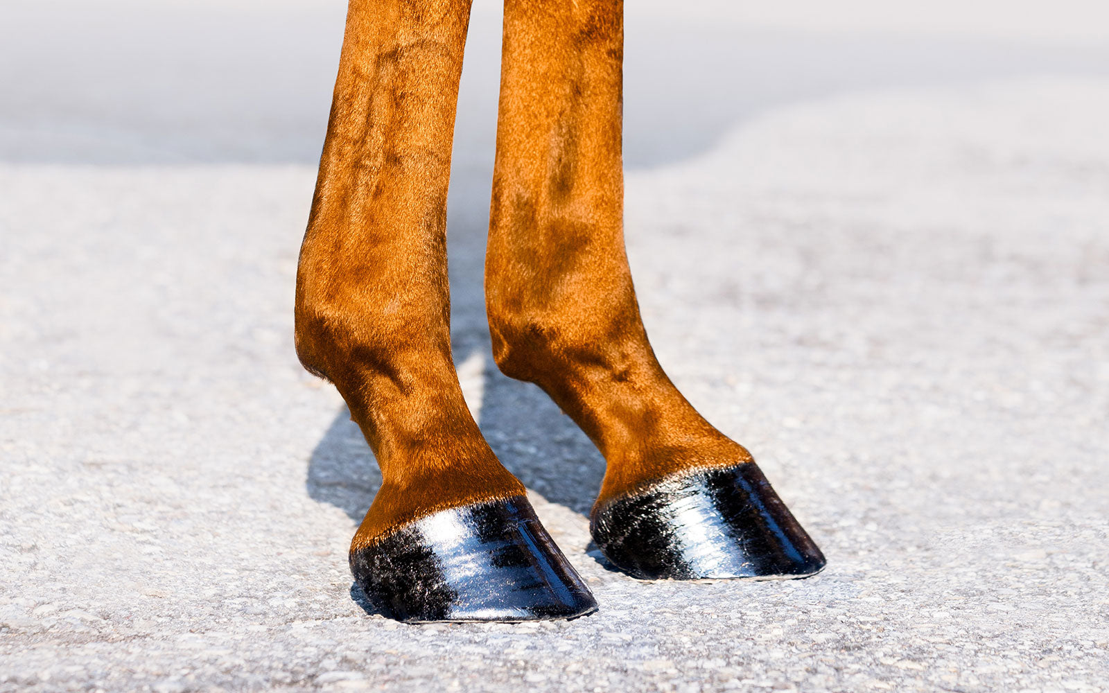 6 Steps | Caring for your horse after a show